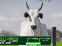 Lote 35