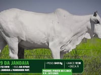 Lote 36