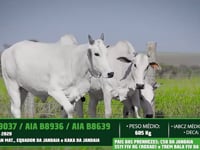Lote 37