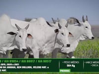 Lote 41