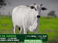 Lote 49