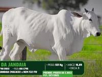 Lote 50