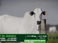 Lote 53