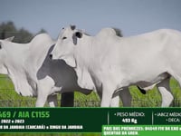 Lote 56