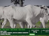 Lote 57