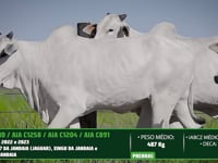 Lote 59