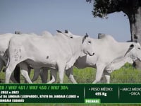 Lote 64