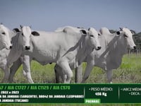 Lote 68