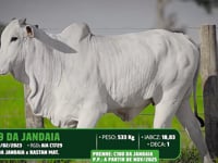 Lote 69