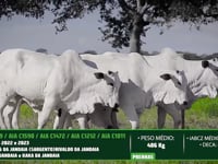 Lote 75