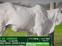 Lote 76