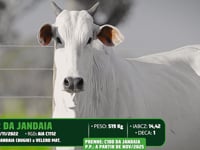 Lote 79