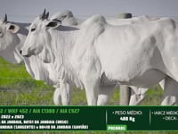 Lote 80