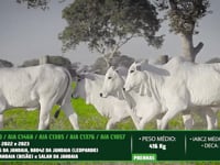 Lote 81
