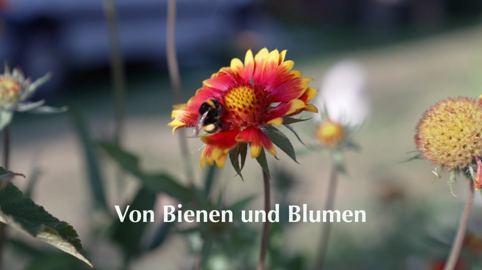 Schöne Bilder aus Buzsák