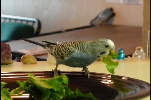 Budgies eating lettuce on Vimeo