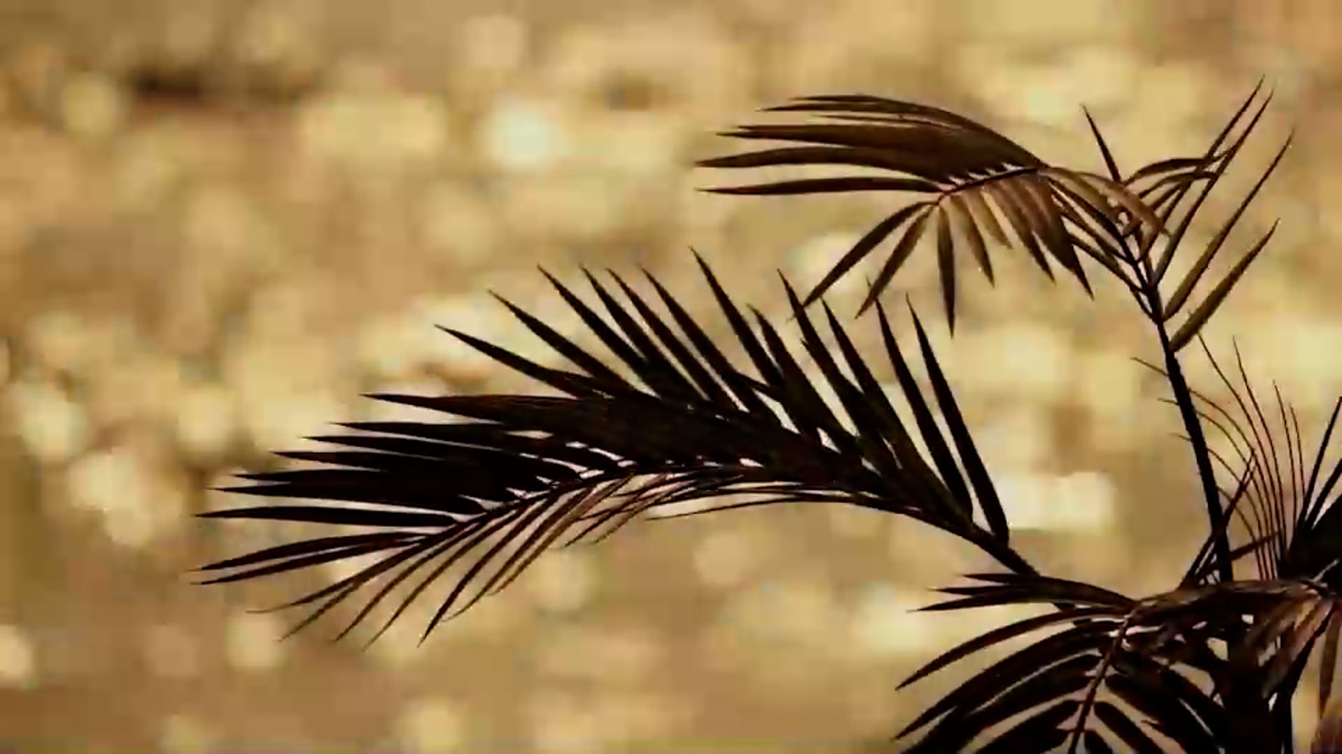 Video 1817 SE 7th Street