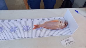 El Club Nàutic l’Escala organitza la segona jornada de pesca científica de 2025