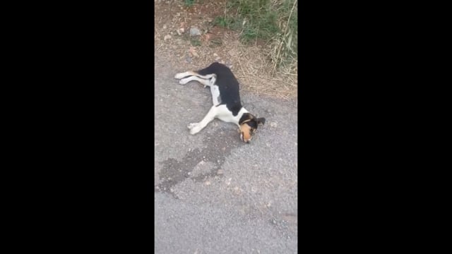 Παρθένι Αρκαδίας Σκύλος δηλητηριασμένος με φόλα 2-6-2025