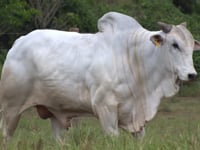 Lote 40