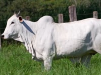 Lote 92A