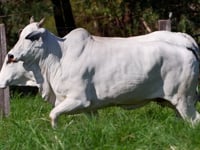 Lote 93