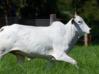 Lote 96