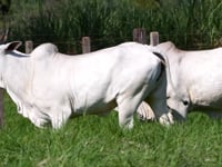Lote 99