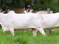 Lote 124