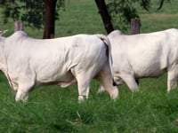 Lote 128