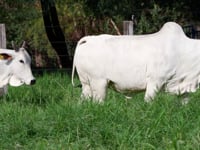 Lote 129