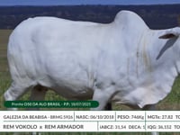 Lote 03