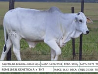 Lote 04