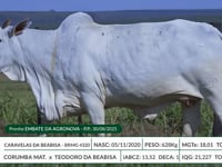 Lote 07