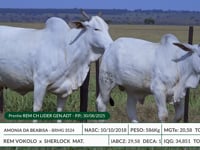 Lote 08