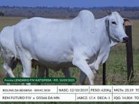 Lote 09