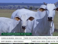 Lote 10