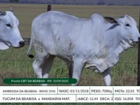 Lote 11