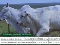 Lote 12