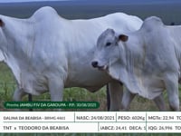 Lote 13