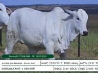 Lote 15