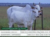 Lote 14