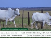 Lote 17