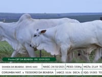Lote 19