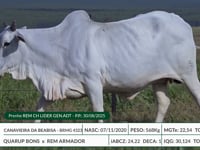 Lote 20
