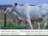 Lote 22