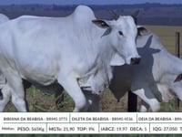 Lote 24