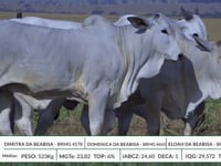 Lote 25