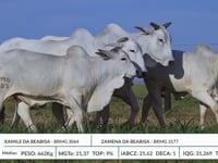 Lote 26