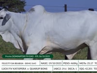 Lote 29